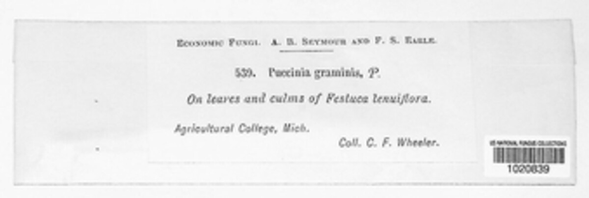 Puccinia graminis image